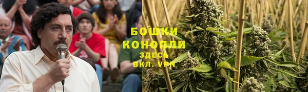 сатива Новокубанск